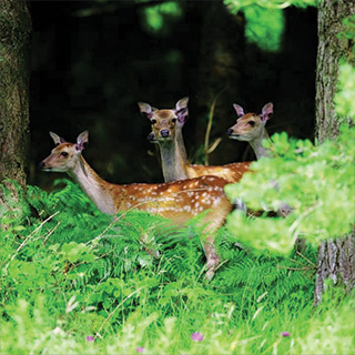 A group of young deer in the woods.