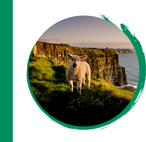 A sheep standing near the beautiful cliffs of Ireland.